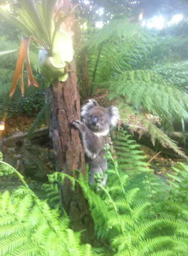 Garden visit by a Koala