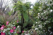Cooperyii Tree fern & Camellias