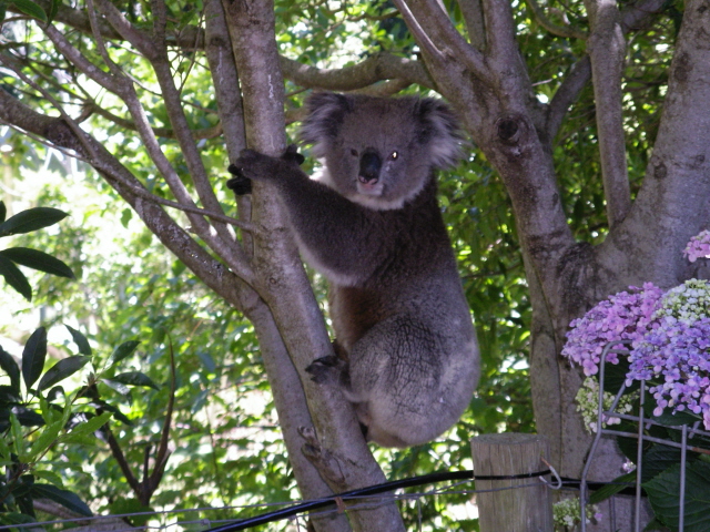 Koala visitor